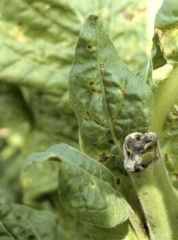 On the young leaves of Virginia tobacco, several brown to black spots can be observed. They are well defined, variable in shape, with a slight distortion of lamina, diameters ranging from 2 to 5 mm. <b><i>Pseudomonas syringae </i></b>pv. <i><b>tabaci </b></i>(wildfire)