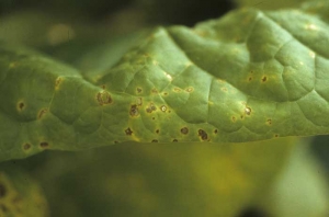 Numerous small brown spots, irregular and sometimes angular, surrounded by a yellow halo of various size. <i>Pseudomonas syringae</i> pv. tabaci (wildfire, angular leaf spot)