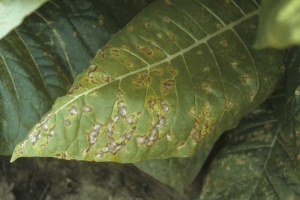 When the conditions are favourable, the spots enlarge, the tissue at the center of the spots turn light brown to light gray, while the margins remain brown. <i>Pseudomonas syringae</i> pv. tabaci (wildfire, angular leaf spot)