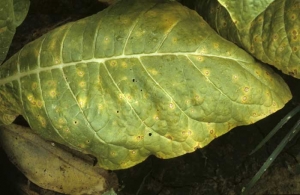 Many small, round, greyish spots surrounded by a brown border with a more or less distinct yellow halo seen on lower leaves. <b><i>Cercospora nicotianae</i></b> (<i>Cercospora</i> disease, frog-eye)
