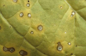 In the center of necrotic spots, there are tiny black clusters composed of conidiophores of the fungus bearing characteristic conidia. <b><i>Cercospora nicotianae</i></b> (<i>Cercospora</i> disease, frog-eye)

