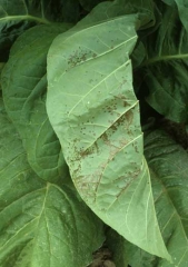 Small confluent spots along the veins on the underside of the leaf. Wet spots
