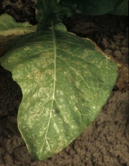 This variation of weather fleck is characterised by spots composed of a brown to whitish central lesion, surrounded by several concentric, irregular rings of the same colour. Pollution spots (weather fleck)