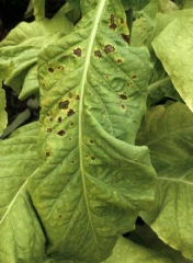 Dark brown spots of different sizes, some with split centres, on Virginia tobacco leaf. <i>Alternaria alternata</i>
