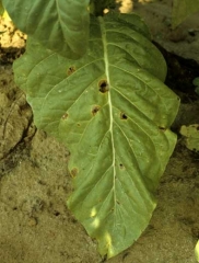 Irregular, beige to brown spots with well defined margins and fragile central tissues which dry up, split and disappear. 
<i><b>Thanatephorus cucumeris</b></i> (<i><b>Rhizoctonia solani</b></i> anam.)
