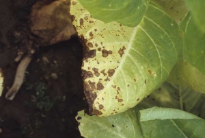 On a lower leaf of this particularly susceptible Virginia tobacco, the numerous spots lead to yellowing and premature senescence of the lamina. <b><i>Alternaria alternata</i></b> (brown spot)
