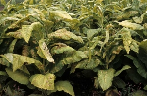 Severe early brown spot attack on Burley tobacco; on some leaves significant portions of the lamina are necrotic and tend to tear, break down and disappear. <i><b>Alternaria alternata</b></i> (brown spot)