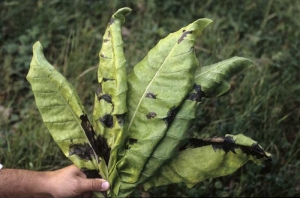 The spots show quite variable sizes, their black colour makes them particularly characteristic. <b><i>Pseudomonas cichorii </i></b>(black spot disease)