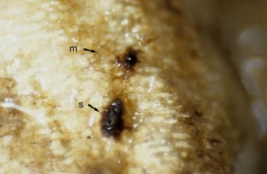 Dark brown mycelium (m) can be observed on affected roots; and less frequently irregular sclerotia of 2-5 mm (s) are observed. <i><b>Thanatephorus cucumeris </b></i>(<i><b>Rhizoctonia solani</b></i>, damping-off)