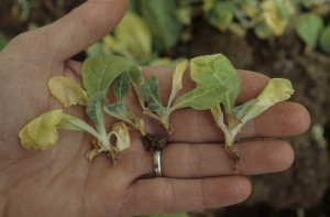 Damping-off of seedlings caused by <i><b><b>Rhizoctonia solani</b></b> </i>(teleomorph: <i><b><b>Thanatephorus cucumeris</b></b></i>). Leaves of affected seedlings wilt, turn yellow and dry and exhibit browning at the collar and/or roots.