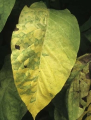 A chlorotic Virginia tobacco leaf with several contiguous spots, limited by the veins, the light green colour contrasts with the rest of the lamina. <i><b>Aphelenchoides ritzemabosi </b></i>(checkered leaf disease)