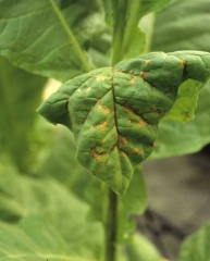 Many irregular brown spots cover the leaf. Some of them are initiated from the veins. Tomato spotted wilt virus (TSWV)