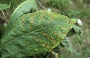 Brown necrotic spots, lighter at center, develop progressively between the veins and lamina. Nutritional disorder (potassium deficiency)