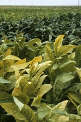 Burley tobacco plants, seen in the foreground, are severely infested with  the phytoplasma causing stolbur, big bud (<i>Candidatus</i> Phytoplasma solani). This is not the case of dark tobacco plants seen in the backround. The latter, generally hardier plants, are more tolerant to this disease.
