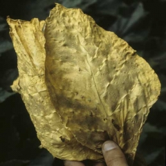 These pale tobacco leaves, with thick and boardy tissues come from plants infected by <i>Candidatus</i> Phytoplasma solani (stolbur, big bud).
