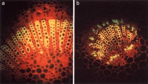 Les <b>phytoplasmes</b> présents dans les vaisseaux du phloème peuvent aussi être détectés grâce des anticorps monoclonaux. Sur la coupe réalisée dans la nervure d'une feuille saine aucune fluorescence n'est observée dans les vaisseaux (a) ; ce n'est pas le cas dans la nervure d'une feuille affectée par le stolbur : une fluorescence bleu-vert est bien visible (b).