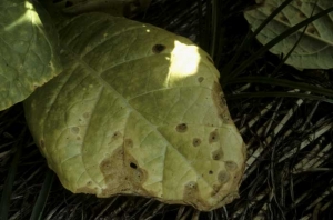 Light brown rounded spots on a lower leaf of tobacco. <b><i>Boeremia exigua</i> var. <i>exigua</i></b> (ragged leaf spot)
