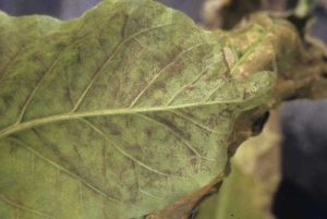 Peronospora Hyoscyami F.Sp. Tabacina ile ilgili gÃ¶rsel sonucu