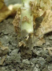 In addition to root browning, also the stem is browning near the soil line <b><i>Phytophthora nicotianae</i></b> (black shank)
