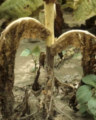 Stem lesion (shank), brown at the beginning, eventually will turn black (origin of the name black shank). This lesion grows sometimes 30 cm above ground (black shank). <i><b>Phytophthora nicotianae</i></b>
