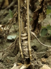 A longitudinal cut of the stem reveals that the pith is brown to black in colour, shrinking in some places, appearing to form stacked disks (pile of plates). <i><b>Phytophthora nicotianae</i></b> (anc. <i>P. parasitica </i>var. <i>nicotianae</i></b>)