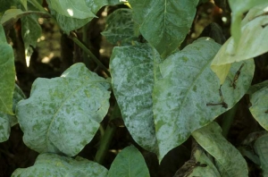 Many lower leaves are covered by a rather thin white feltlike layer. <b><i>Golovinomyces cichoracearum</i> var. <i>cichoracearum</i></b> (oidium, powdery mildew)