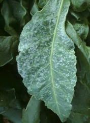 Initially there is a multitude of white powdery patches which enlarge and cover gradually the entire lamina. <i>Golovinomyces cichoracearum</i> var. <i>cichoracearum</i> (oidium, powdery mildew)
