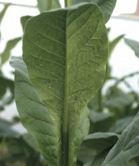 Whiteflies have wings, they are white, 1.2 to 1.5 mm long. Their larvae are flattened, oval and ciliated. 