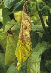 Half of this leaf has been colonised by the fungus; discrete white mycelial squads on the midrib can be observed. <i><b>Sclerotinia sclerotiorum </b></i>(Sclerotinia leaf spot)