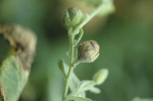 Floral parts may be infected; the rotting of these parts is feared by breeders and seed producers. <b><i>Botrytis cinerea</i></b> (grey mould)
