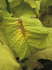When the leaves become necrotic they turn beige to light brown and dry in texture. <i>Sclerotinia sclerotiorum</i> (<i>Sclerotinia<i/> leaf spot)