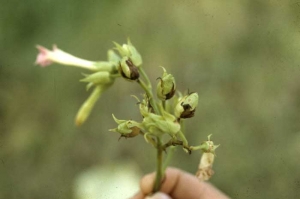 Colonisation of sepals and peduncles by the bacterium; they turn black. <i><b>Pectobacterium</i> sp.</b> (anc. <i>Erwinia</i> sp.)
