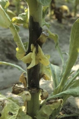 The bacterium has taken advantage of stripping wounds to penetrate and colonise the stem. It shows a fairly large black lesion. <i><b>Pectobacterium</b></i> sp. (formerly <i><b>Erwinia</b></i> sp.)