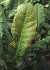This tobacco leaf shows brown, necrotic inter-veinal lesions spread over the whole lamina. Drought spots 
