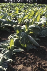 After a heavy rain a part of this tobacco crop suddenly started  to wilt. Root asphyxia (drowning)