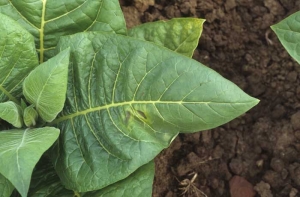 A very limited wilting is observed on a tobacco leaf particularly exposed to sunlight, it is accompanied by chlorosis and partial browning of the lamina. Sunburn, Sunscald
