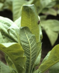 These two young apex leaves are partially wilted, on one of them a bug larva quietly worms its way. Bug damage