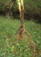 After having invaded and rotten the roots, the pathogen has colonised the stem causing the same damage in it. <i>Pythium aphanidermatum</i> (damping-off)
