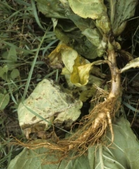 This young tobacco plant has many brown, superficially corky roots. <i><b>Rhizoctonia solani</i></b>
