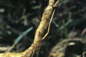 On larger roots many rootlets have disappeared and the cortex is partly suberous. <i>Thanatephorus cucumeris </i>(<i>Rhizoctonia solani</i>, sore shin)