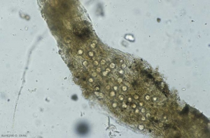 The presence of oospores and sporangia in root tissues indicates infection by <i>Pythium</i> spp. <i>Pythium ultimum</i> (damping-off)