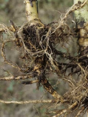 <i>Thielaviopsis basicola </i>(<i>Chalara elegans </i>, black root rot):
a) during severe attacks, the entire root system can be affected;
b) the entirely rotten cortex (Co) has disappeared when the roots are pulled out, only the central cylinder (Cc) remains entangled in some areas.