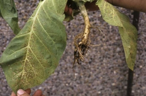 The root system of the tobacco is reduced and a black rot can been seen on a few remaining roots, some chlorotic and necrotic lesions are also observed on lamina. <i>Thielaviopsis basicola </i>(black root rot).
