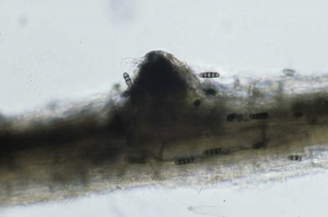 <i>Thielaviopsis basicola</i> produces multicellular and brown chlamydospores inside and on the surface of root tissues colonised by the fungus.