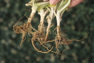 Stunted tobacco seedlings with reddish brown roots. <i><b>Pratylenchus crenatus </b></i>(lesion nematodes)
