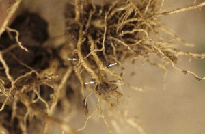 On this rather necrotic and reduced size root system many tiny immature white cysts can be observed.
<i><b>Globodera tabacum </b></i>(tobacco cyst nematodes)