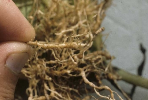 After a while, if the soil inoculum density is high, one can observe strings of galls and swellings which are superficially brown and suberised. <i><b>Meloidogyne</b></i> sp. (root-knot nematodes)

