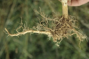 On this very shallow and spread root system one can easily observe that the deep roots are missing. Hardpan