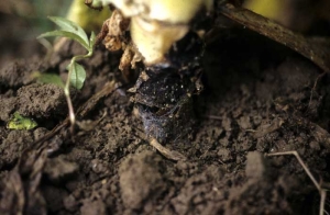 Sometimes a tuft of brown mycelium can be seen on the surface of the canker. <i><b>Thanatephorus cucumeris </b></i>(<i>Rhizoctonia solani</i>, sore shin)