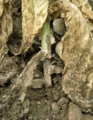 Later the canker expands and develops  a hard, dry texture. (<i>Rhizoctonia solani</i>, sore shin)